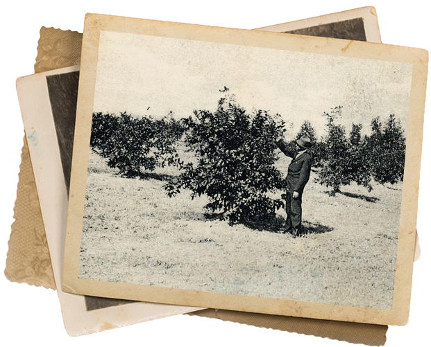 Bingham company history photographs